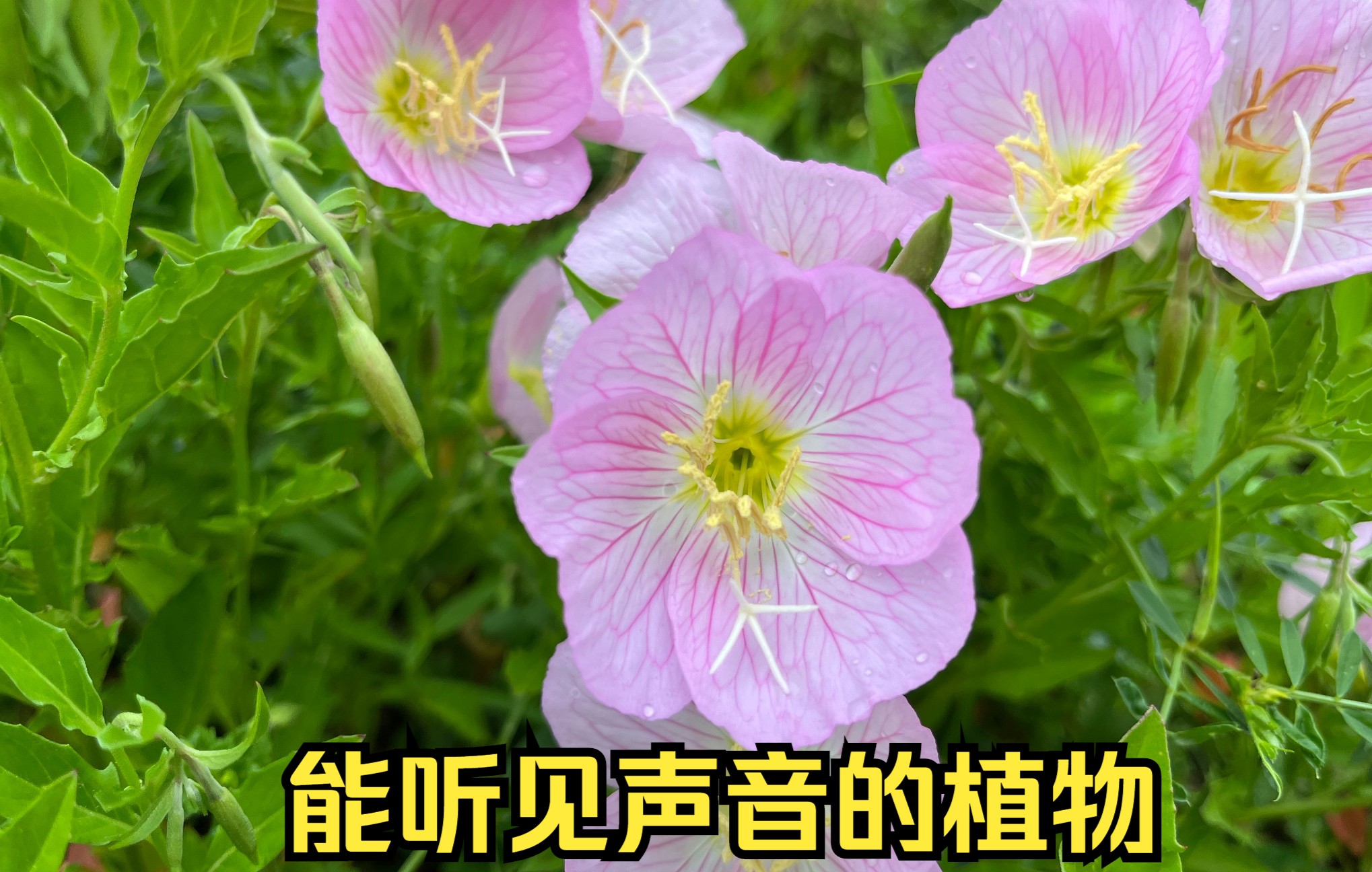 [图]有“耳朵”可以听见声音的植物是真的吗？开花给月亮看的月见草