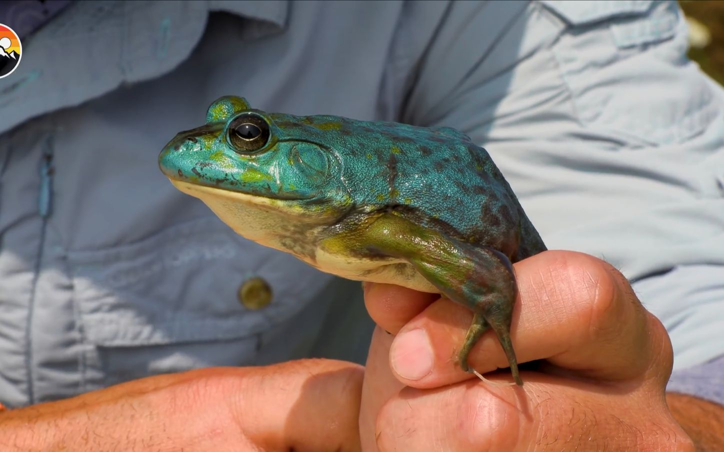 【狼叔探险】brave wilderness 基因突变的蓝青蛙