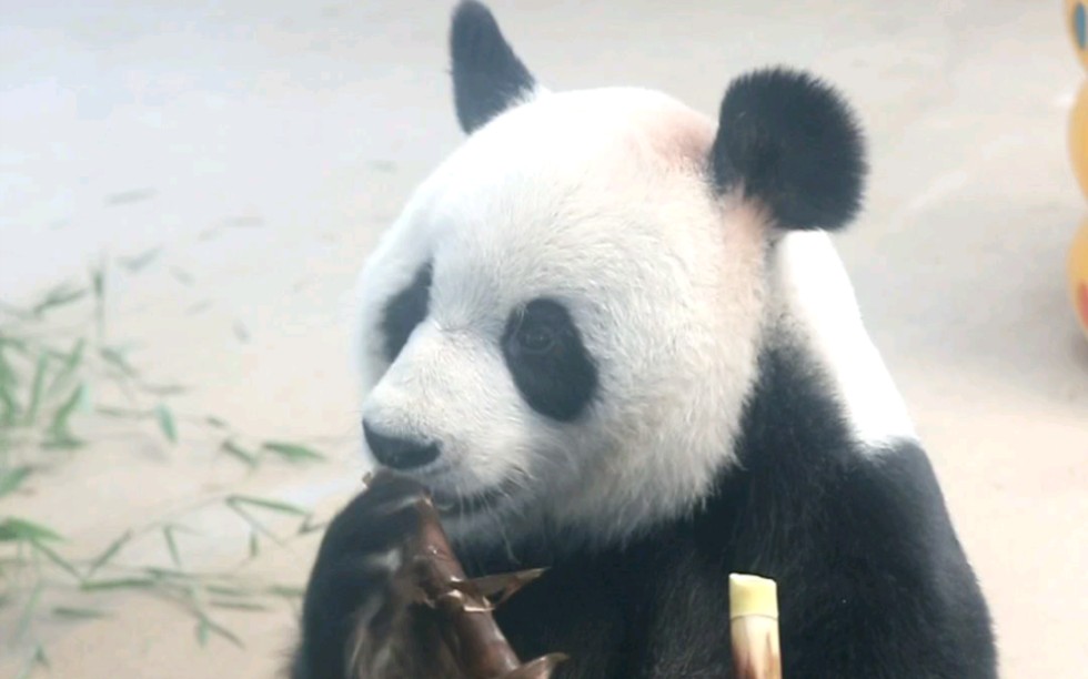 【大熊猫宁宁】刘公岛岛主的笋笋吃播