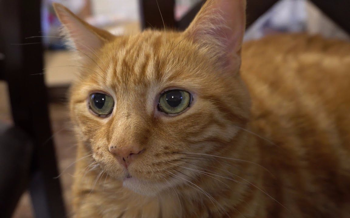 【kitten academy】奶猫近距离日常:生无可恋脸橘猫校长