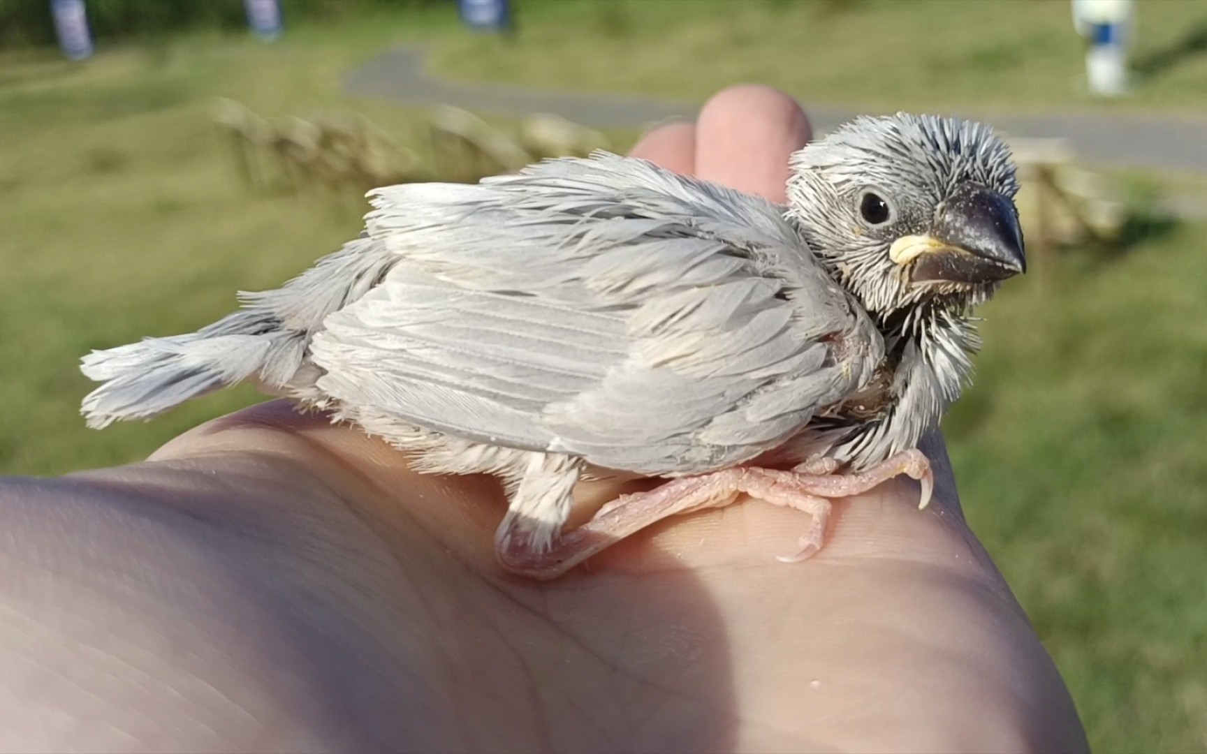 这只文鸟雏鸟刚到家就特别亲人,一直黏在手上,太可爱了