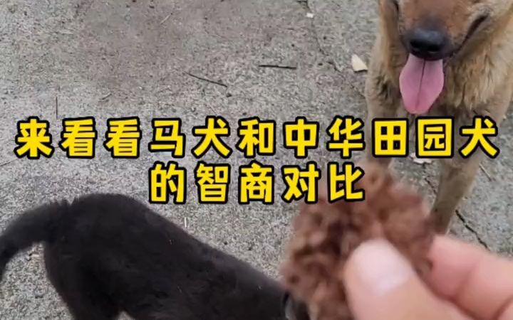 马犬和中华田园犬的智商对比,马犬还是略胜一筹啊哔哩哔哩bilibili