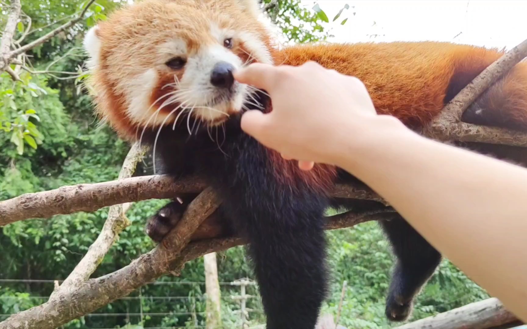 【小熊猫】咦!你摸我脚脚干嘛呢?(谁摸了?谁看见了!