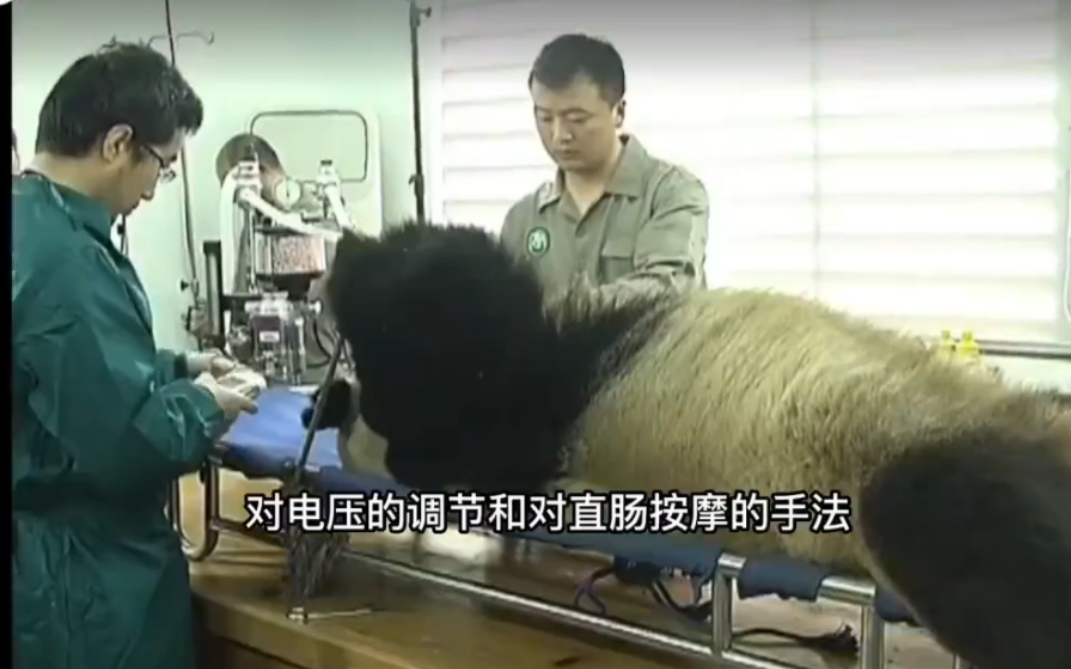 早期卧龙基地电击大熊猫取精的影像（转自网络）