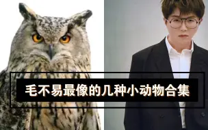 Download Video: 毛不易气质这块拿捏的死死的，树懒，熊猫，猫头鹰，毛不易竟然神同步！