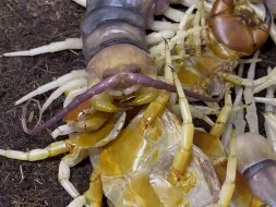 Video herunterladen: 秘鲁白脚巨人蜈蚣（Scolopendra sp. white leg）脱皮后吃皮