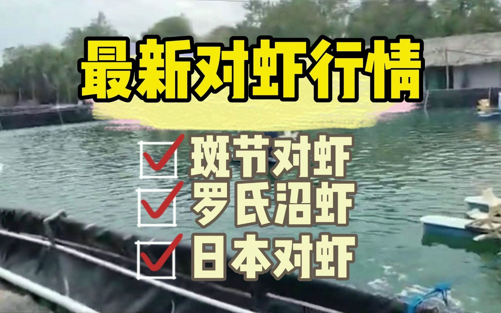 虾价持续下滑,即将跌破成本价?但是这种虾价格高位运行,可是无虾可卖!6月6日最新虾价!哔哩哔哩bilibili