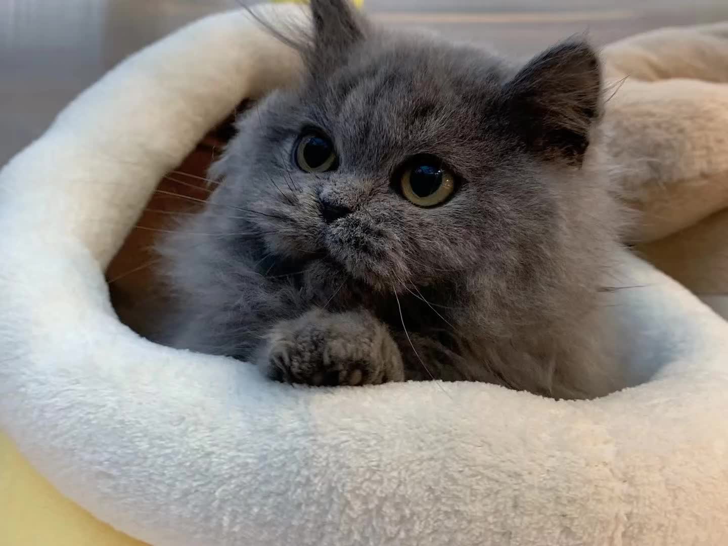 拿破仑蓝猫,可有偿领养