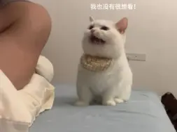 下载视频: 话痨小猫