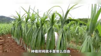 Télécharger la video: 甘蔗种植时间什么时候