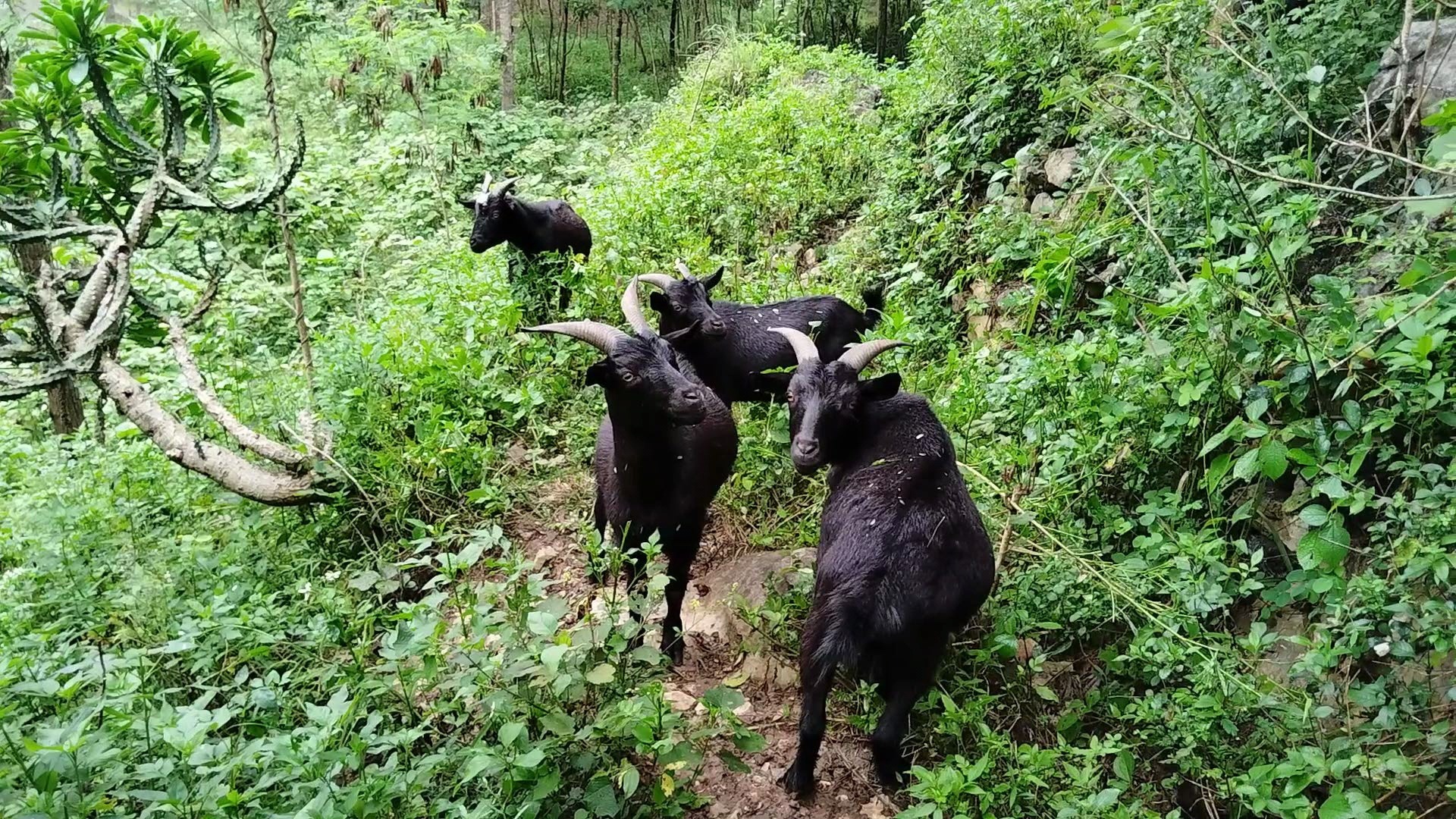 领头羊,黑山羊种公羊