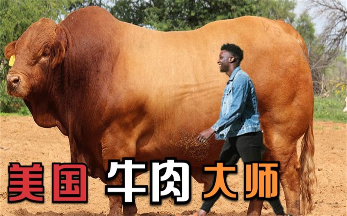 美国杂交育种出最大最强壮的牛,牛肉大师公牛,身上肉重1600斤