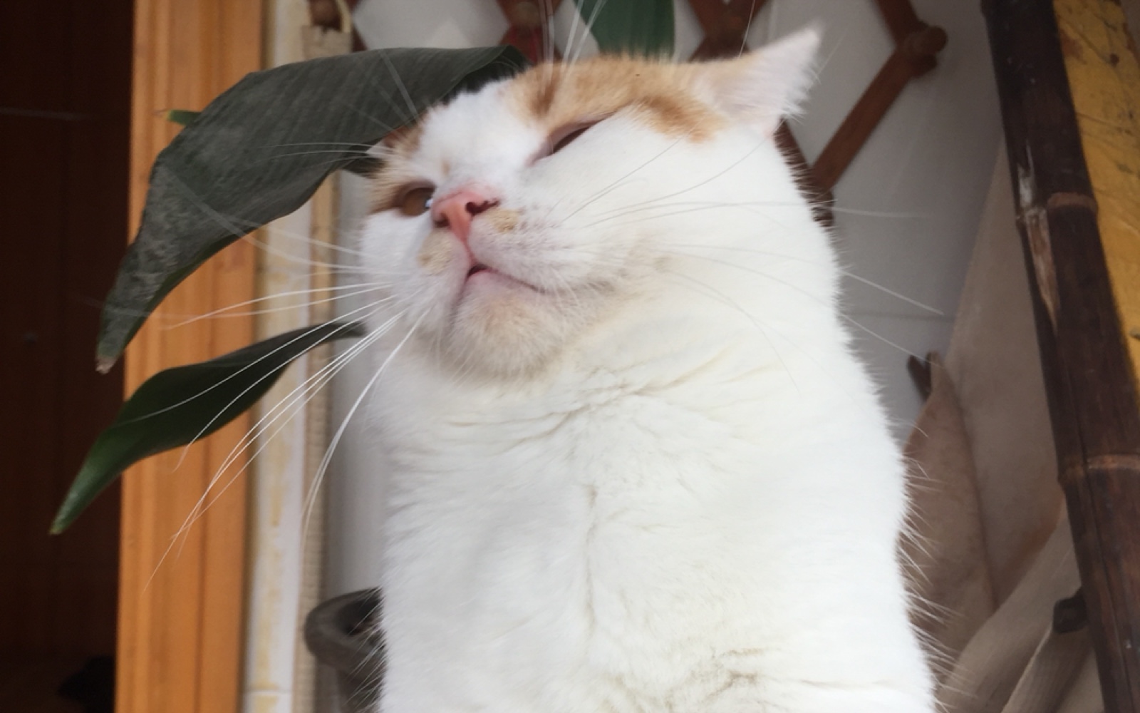 记录猪哥的一些日常