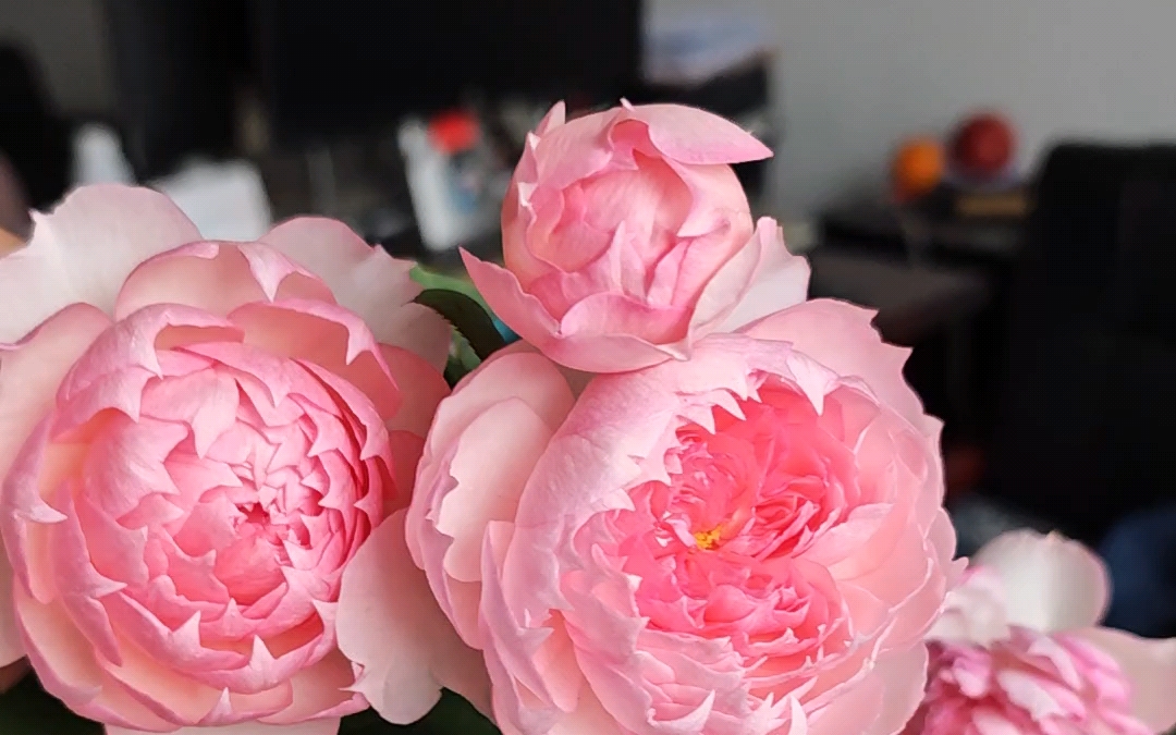 莫妮卡戴维(尖瓣粉色包子):一款仙气飘飘的月季