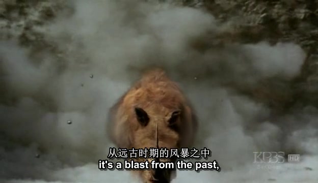 生肉 中英文字幕 PBS《犀牛 Rhinoceros》哔哩哔哩bilibili