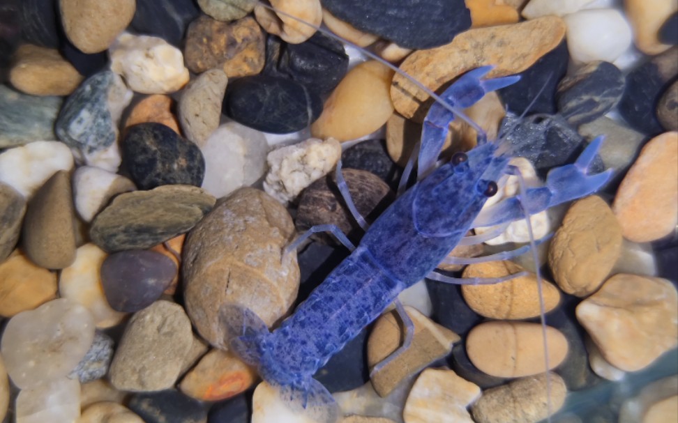 天空蓝魔鳌虾喂食