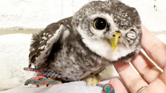 Download Video: 谁会抗拒撸一只大眼睛小肥鸡？猫头鹰🦉空酱