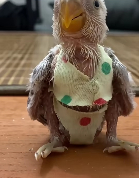 一男子给自家鹦鹉做了一身衣服 网友:本来就毛不遮体 你还让它衣不遮