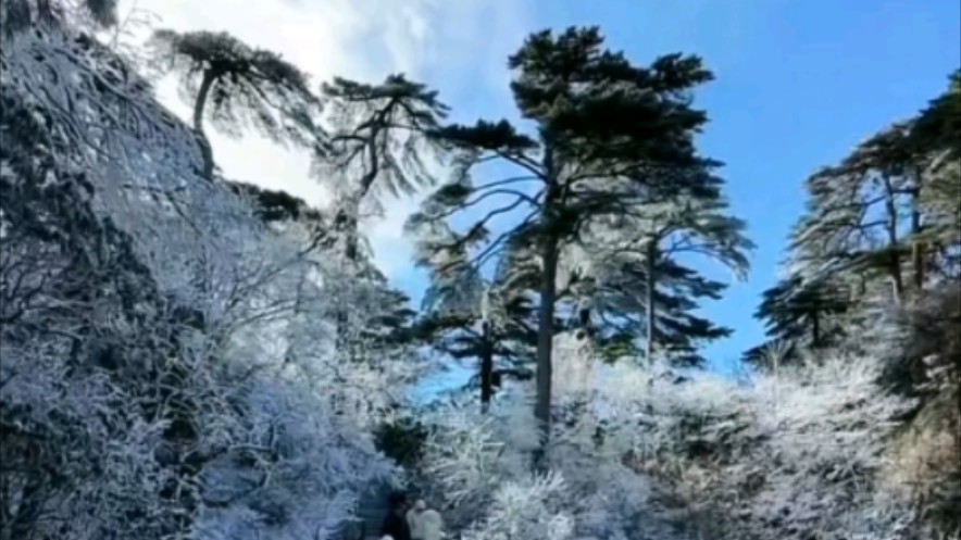 黄山前晚下雪了,这是昨天黄山周龙在后山直播画面,虽然雪很小,但也是黄山今年入冬第一场雪.哔哩哔哩bilibili