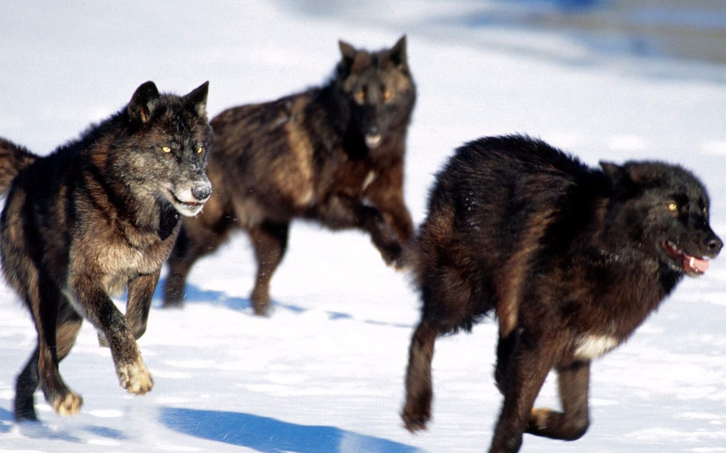 国家地理拍摄狼群雪中追杀驯鹿_哔哩哔哩 (゜-゜)つロ 干杯~-bilibili