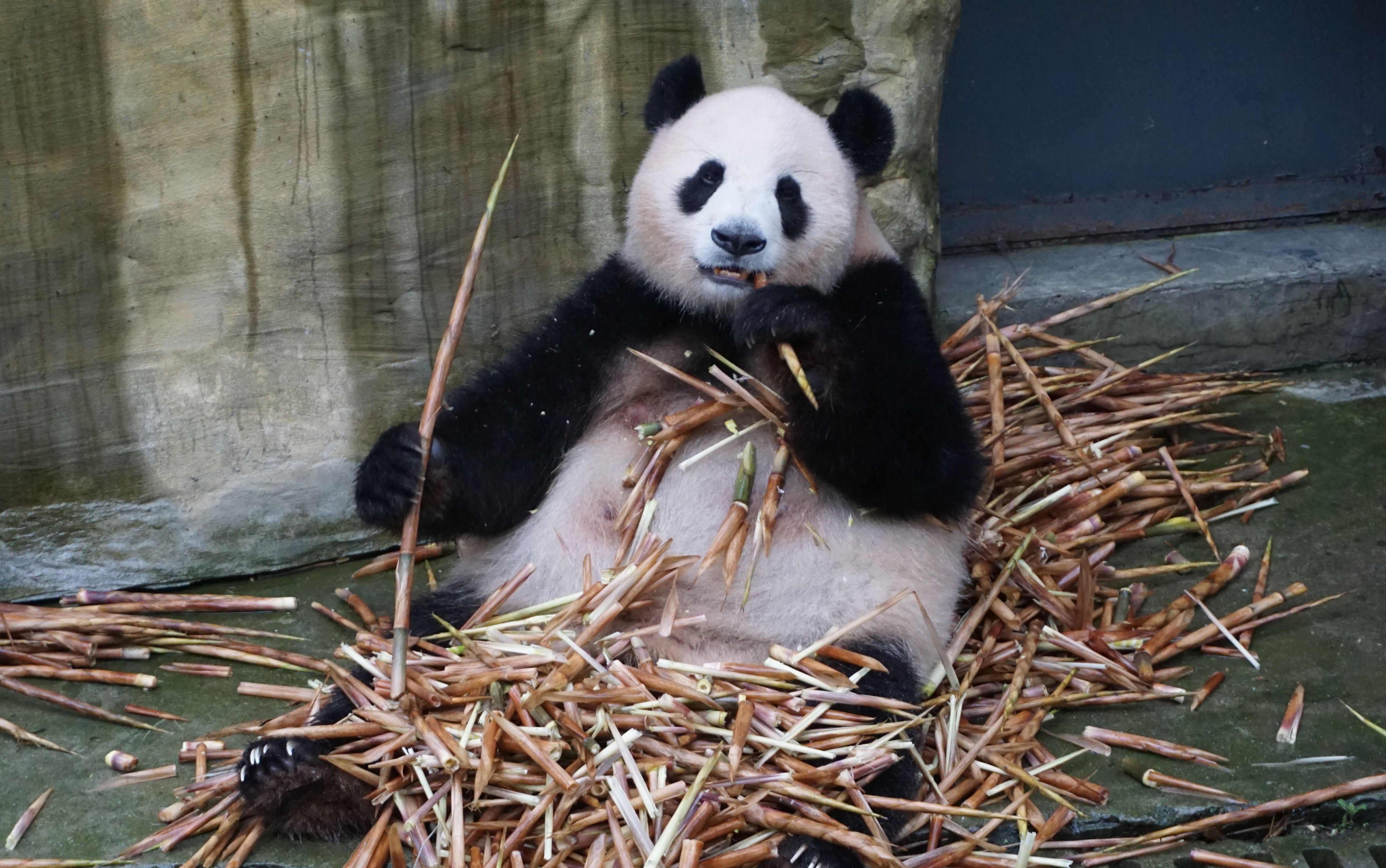 9.14 躺吃的妮妮