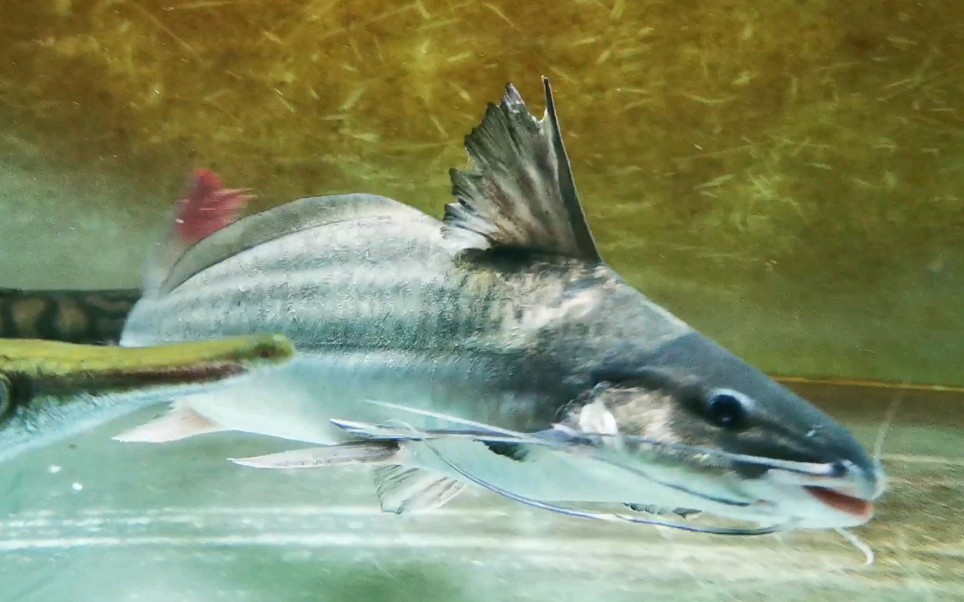 8s时的那条鸭嘴蓝鸭嘴松油鲶
