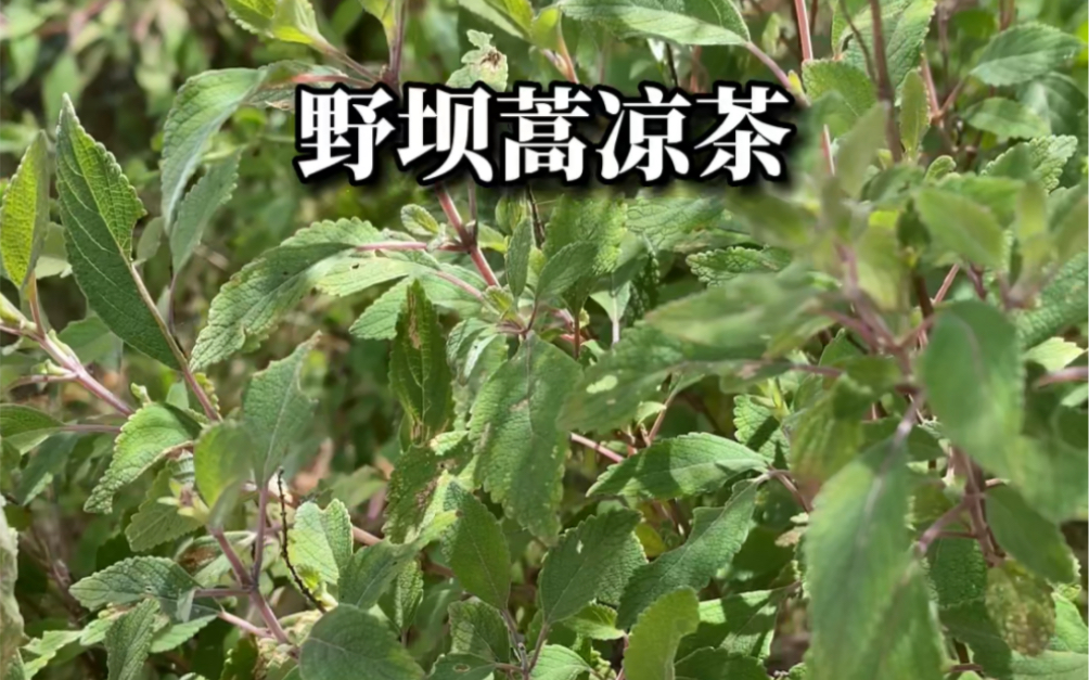 做各种凉茶的植物原来是这个满山都是的野草!