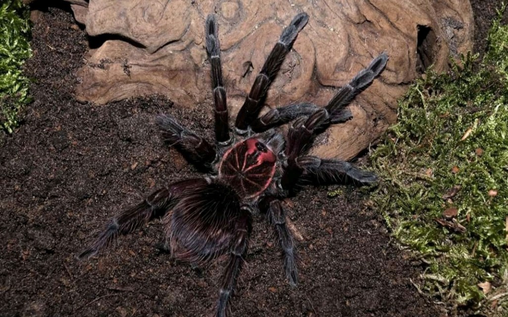 入门pam属马查拉钢铁蓝喂食