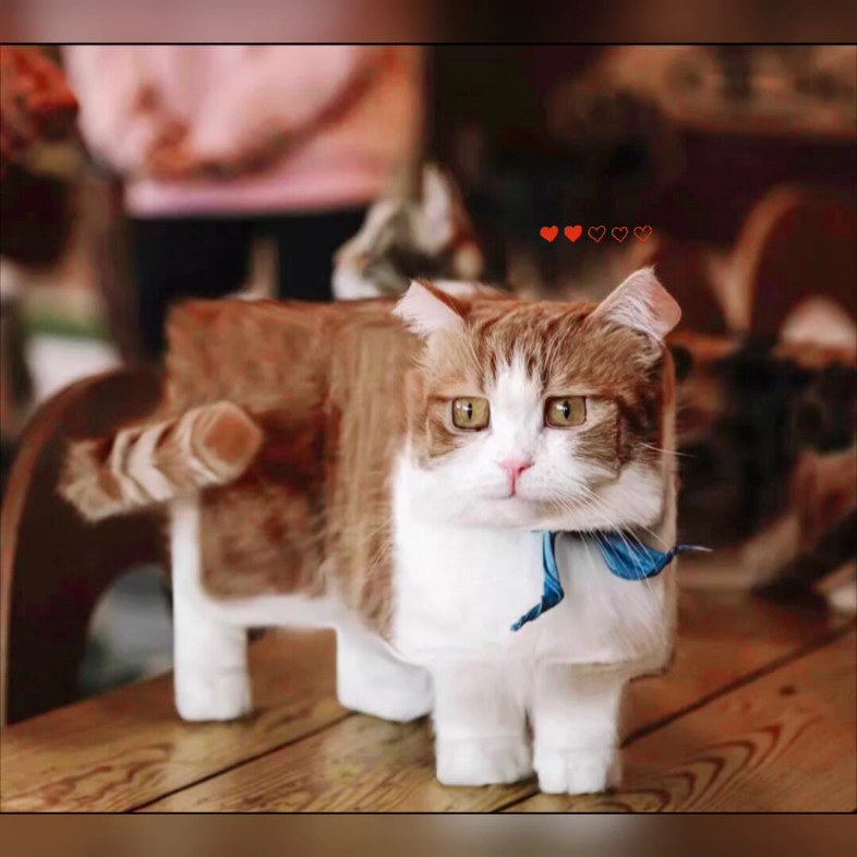 小方猫,产地加格达奇,那里东北寒冷,所以猫的体型为方,你方它它就暖和