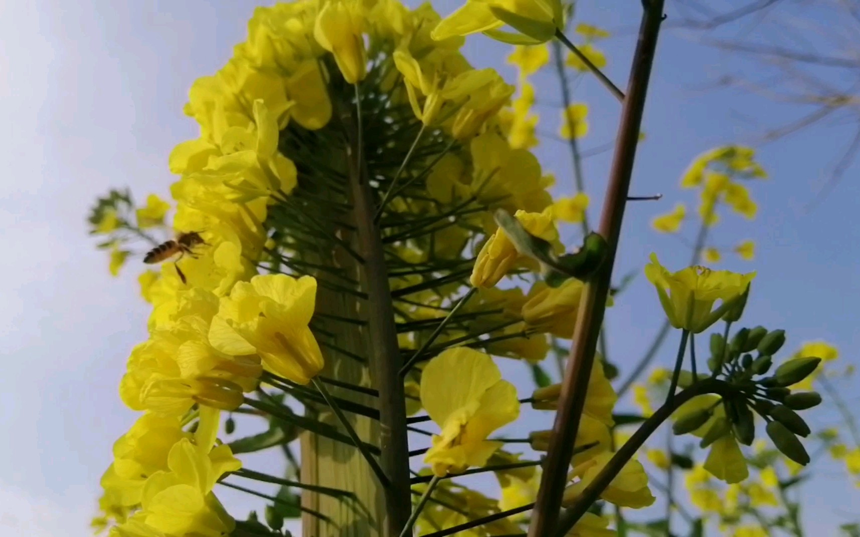 你绝对没见过的仙人掌油菜花～外拍油菜花田错