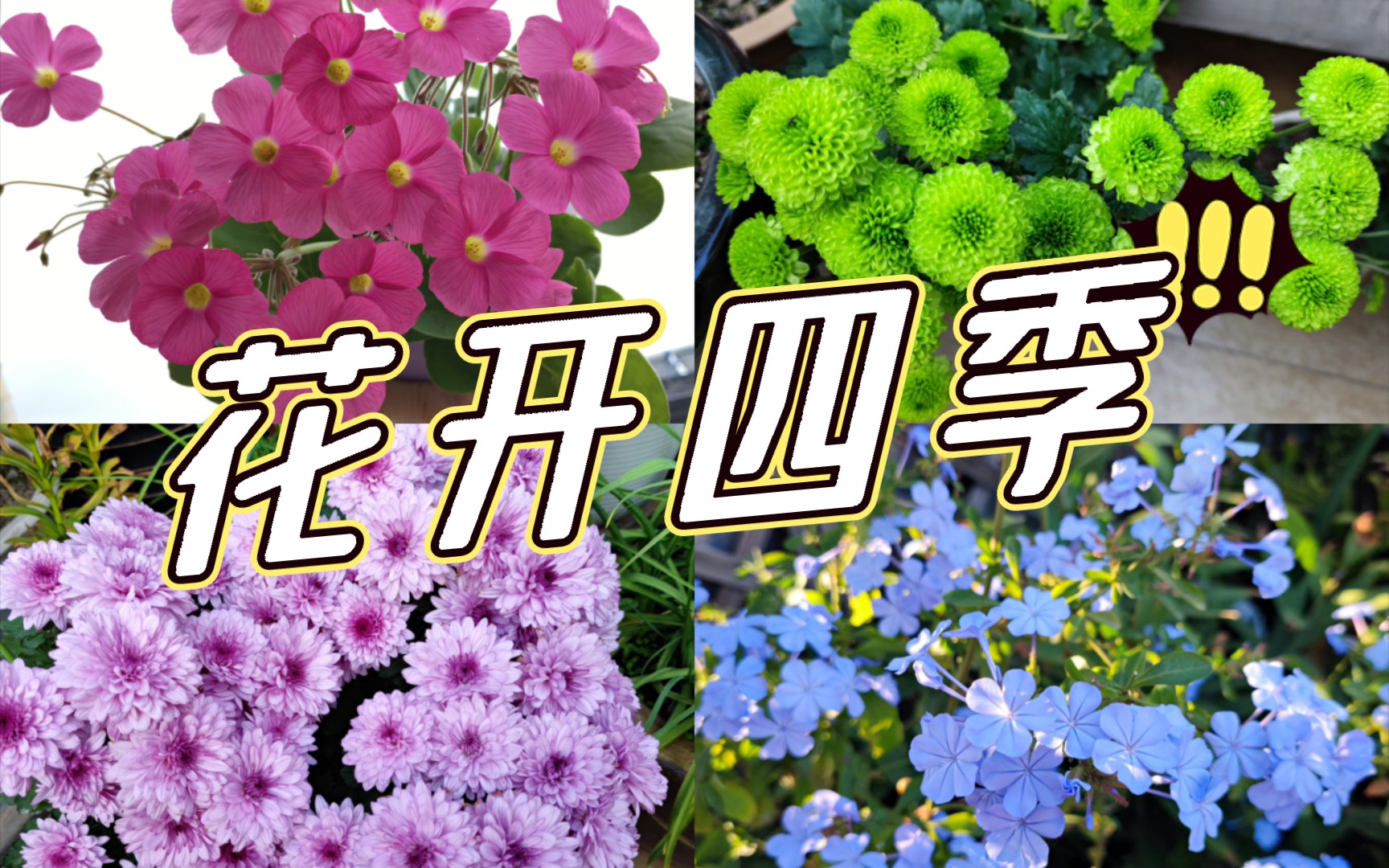 [图]花园四季看花，下半年如何安排，超长待机花儿的天下