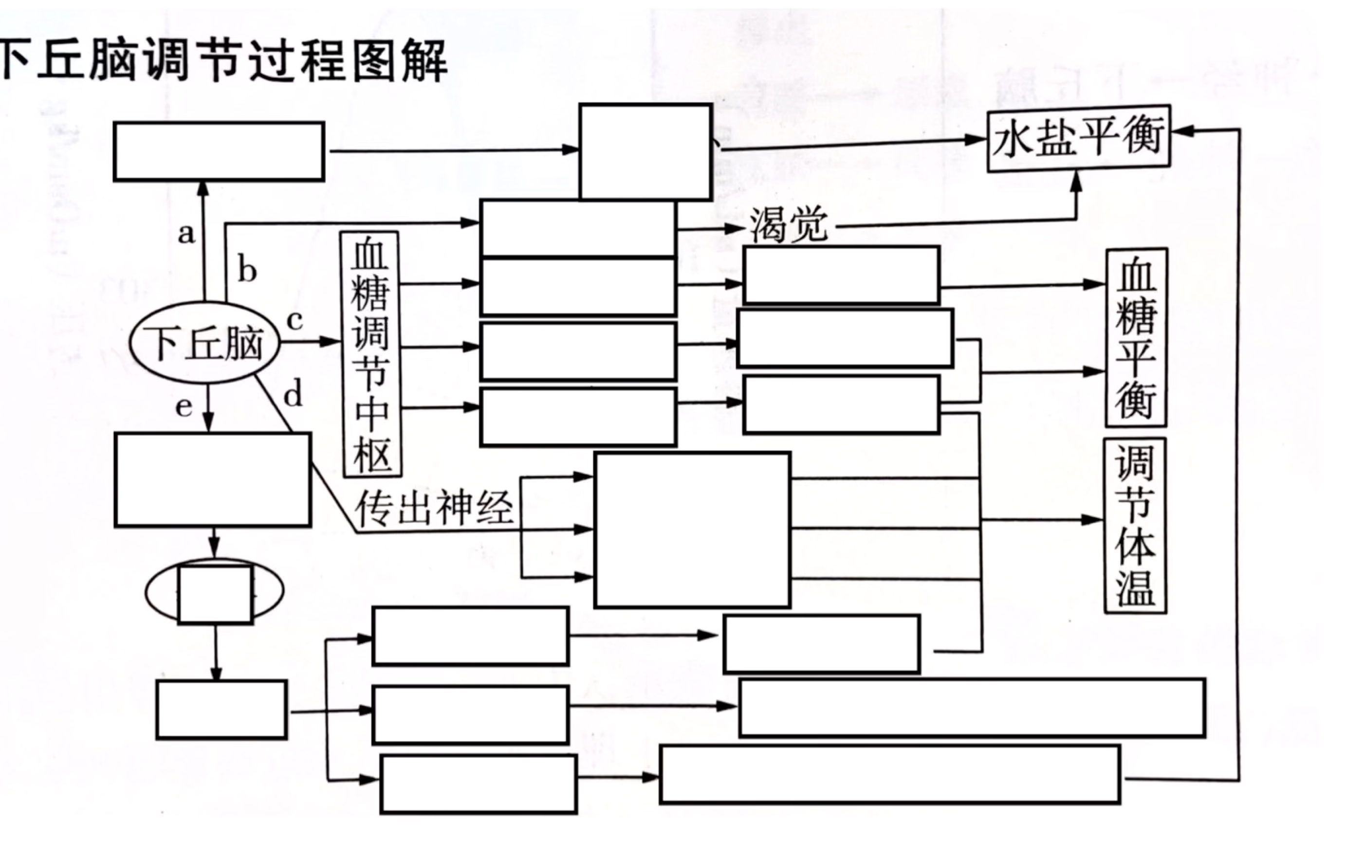 体液调节突破2——你真的了解下丘脑吗哔哩哔哩bilibili