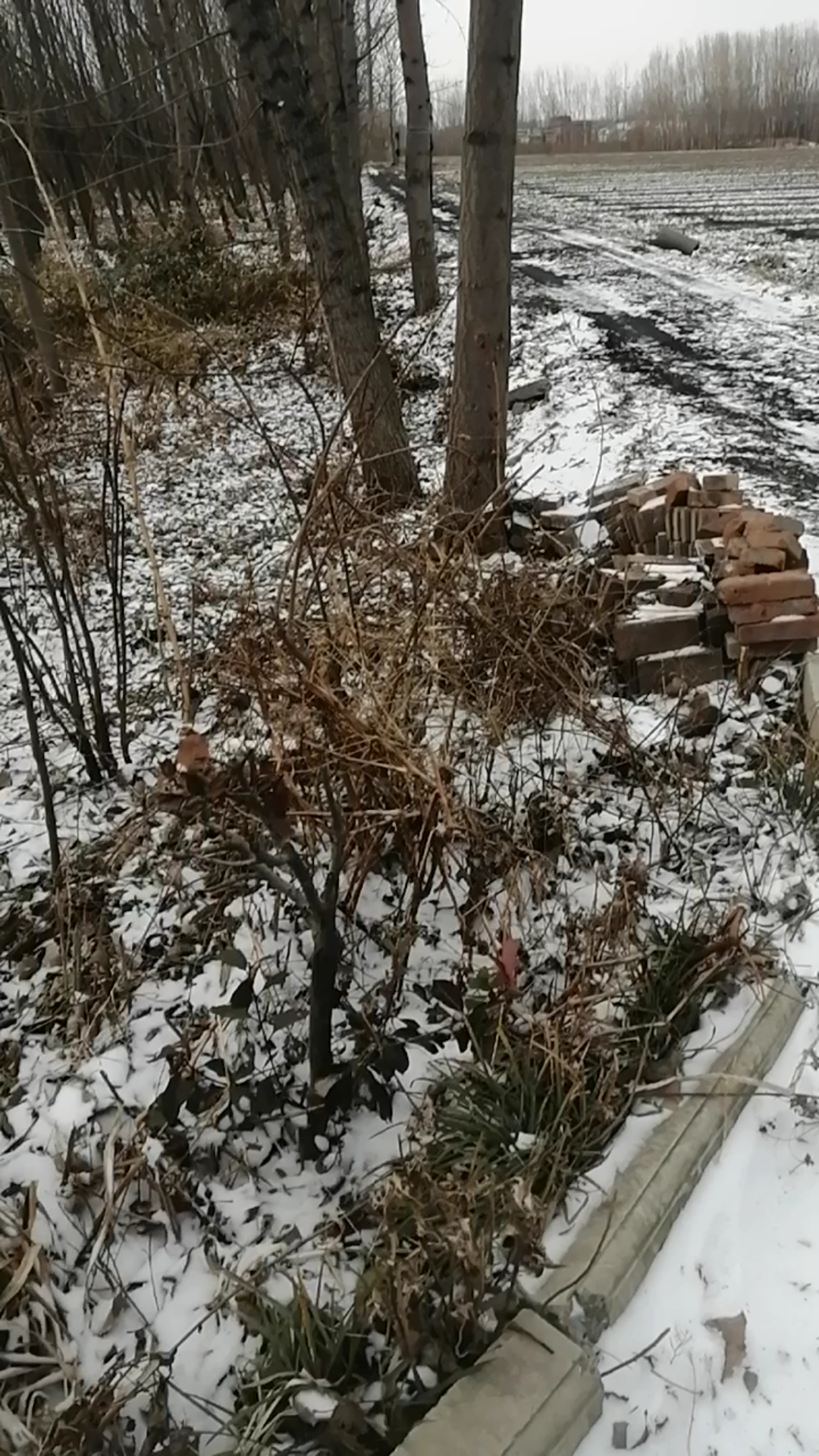 [图]下雪咯，看看雪后原野