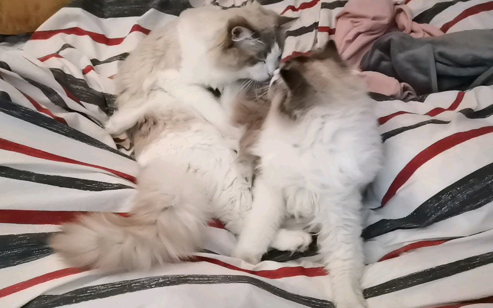 【布偶猫】睡一起的两只小猫咪祝大家圣诞快乐呀