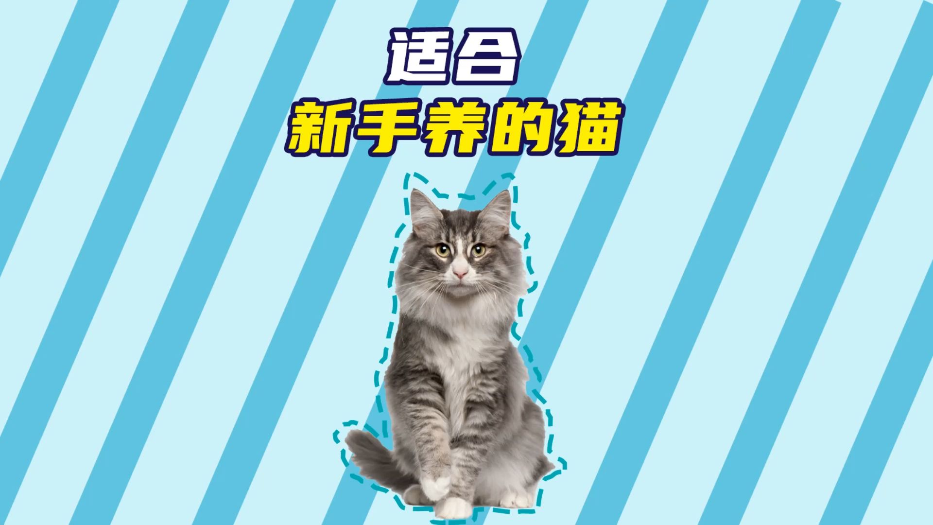 这几种适合新手养的猫,你知道吗?哔哩哔哩bilibili