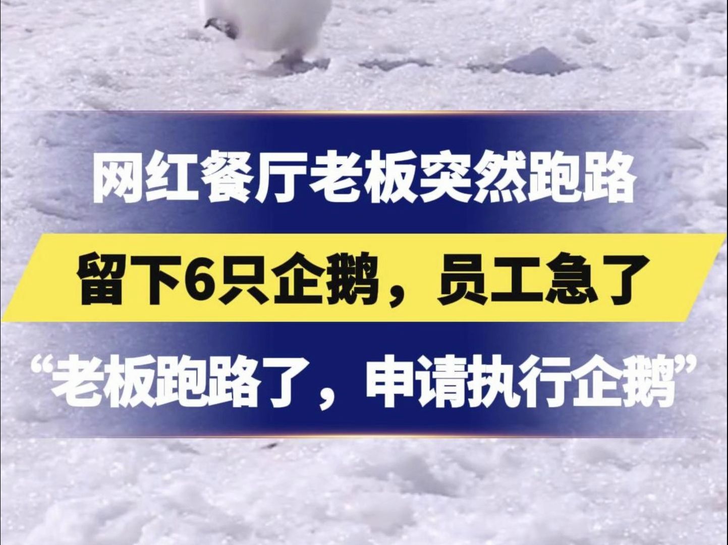 “法官,老板跑路了,我们要申请执行企鹅……”网红餐厅老板突然跑路留下6只企鹅,员工急了哔哩哔哩bilibili