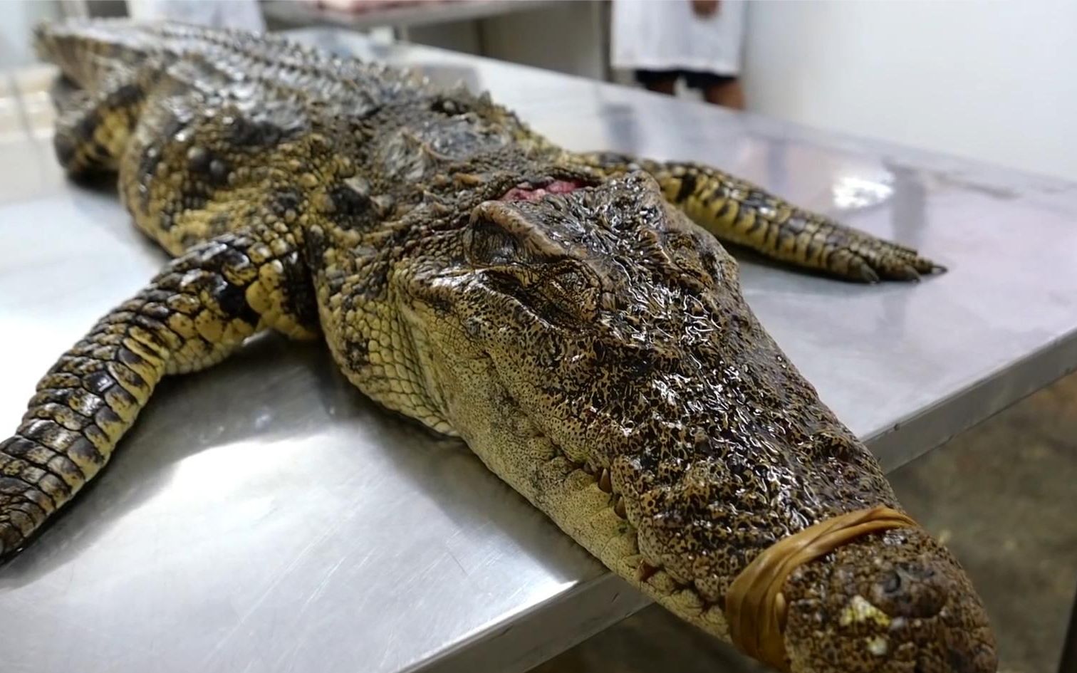 老板给客人做鳄鱼肉粽子,花大价钱专门请厨师,粽叶香味浸入肉中