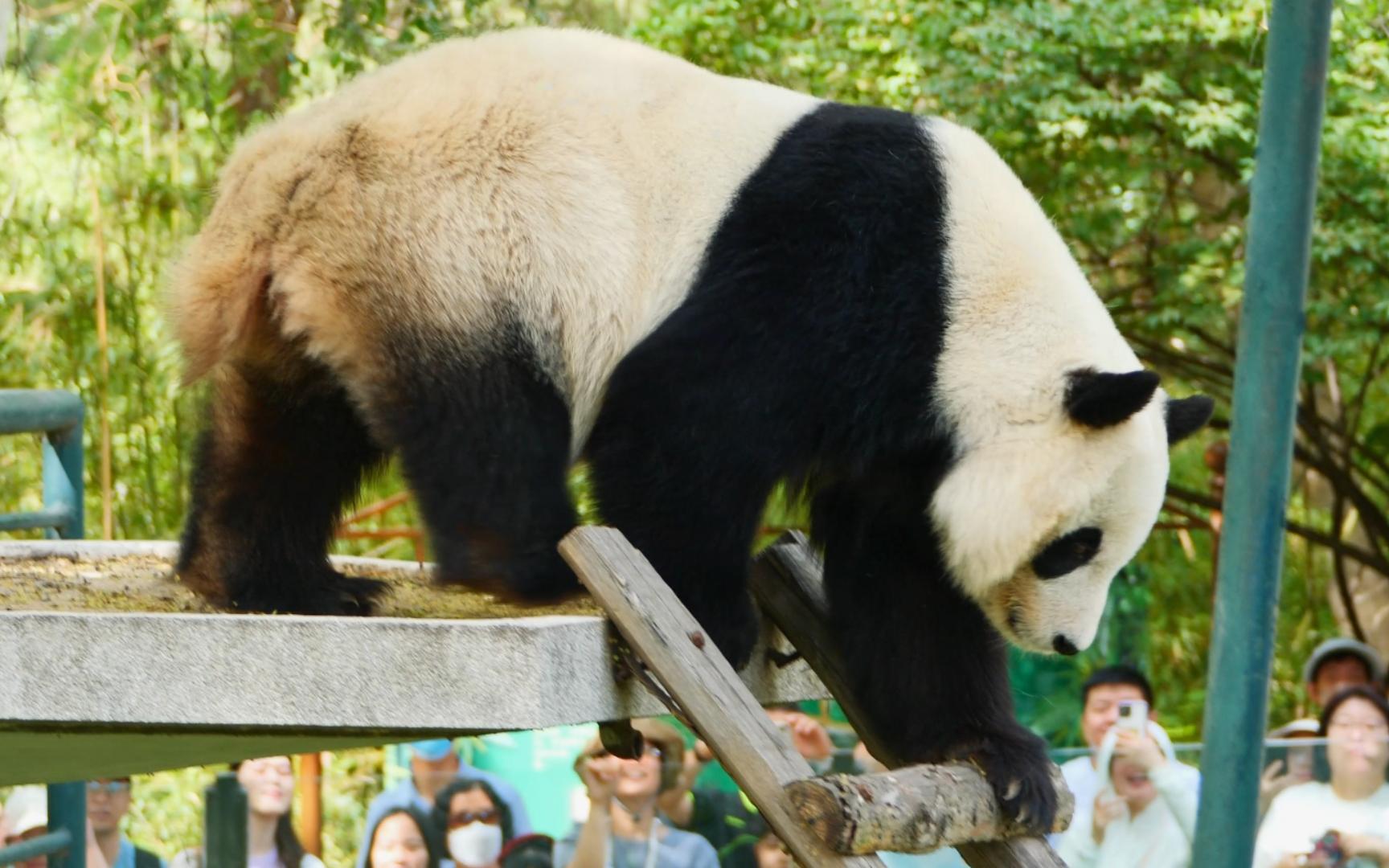 大熊猫 搞笑天后喜乐 猛熊下山 一路颠颠小跑