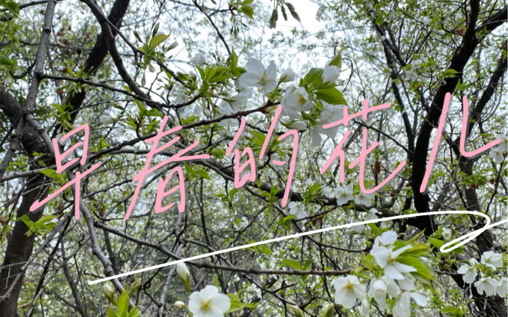 芳草鲜美 落英缤纷