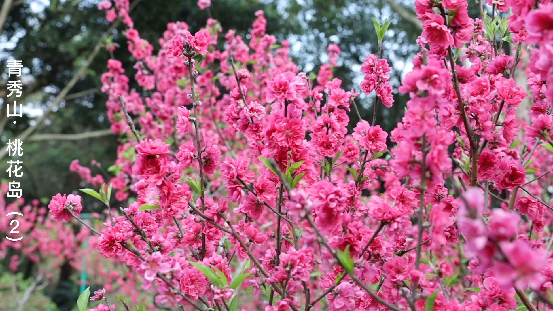 [图]又是一年桃花开…（2）桃花运来了