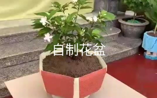 自制花盆哔哩哔哩bilibili