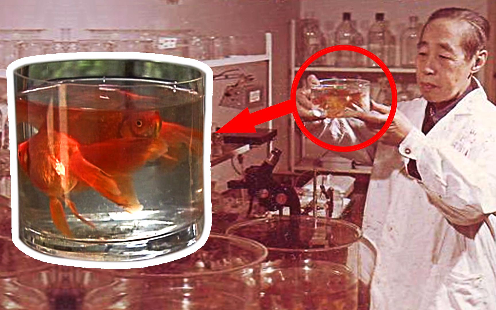 天才简史童第周倒数第一的插班生逆袭上复旦他说一定要给中国人争气