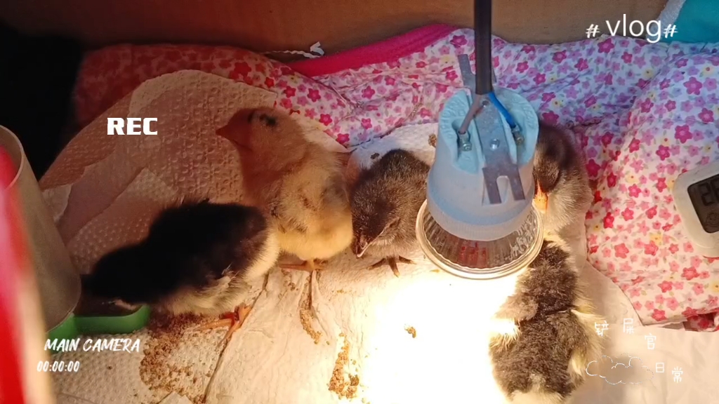 五只小鸡宝宝干饭中,翅膀上的羽管毛长出来了.