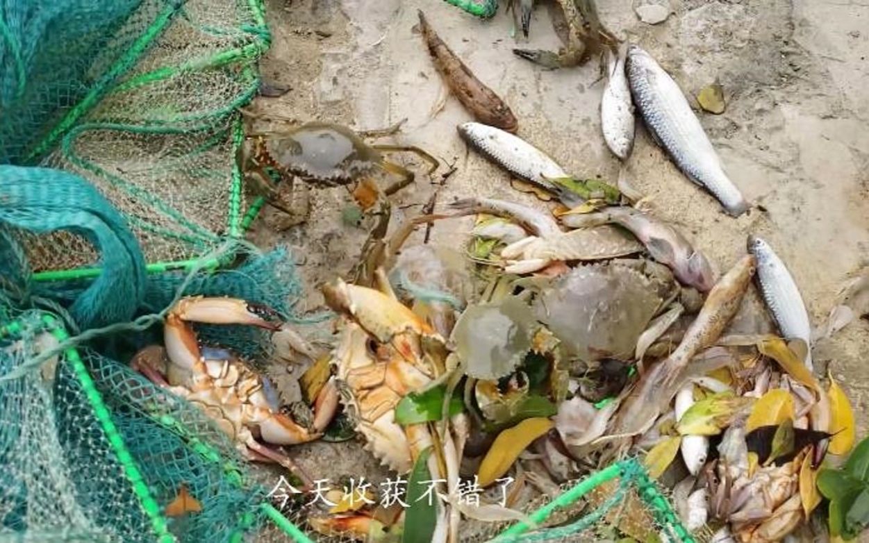 渔人乡仔在海边放了地笼第二天来收发现有鱼有虾收获满满