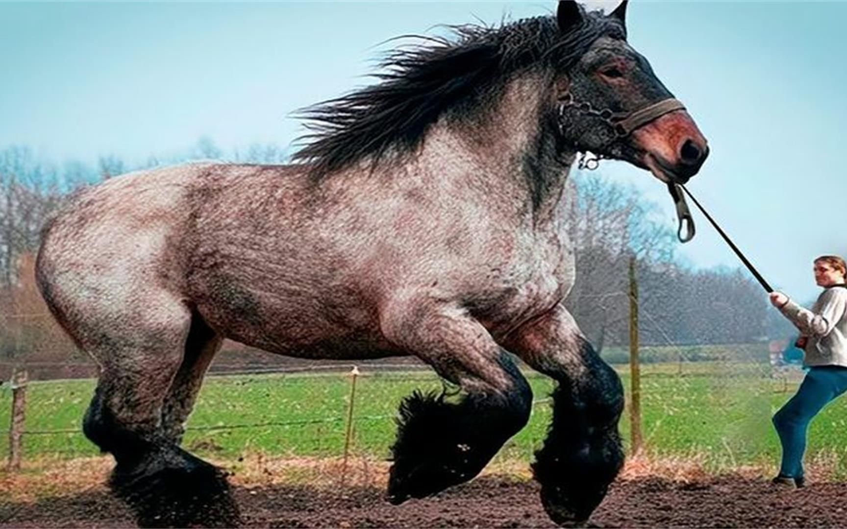 世界上最大的马品种图片