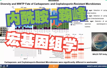 宏基因组学对内酰胺的高通量监测西湖大学鞠峰组哔哩哔哩bilibili