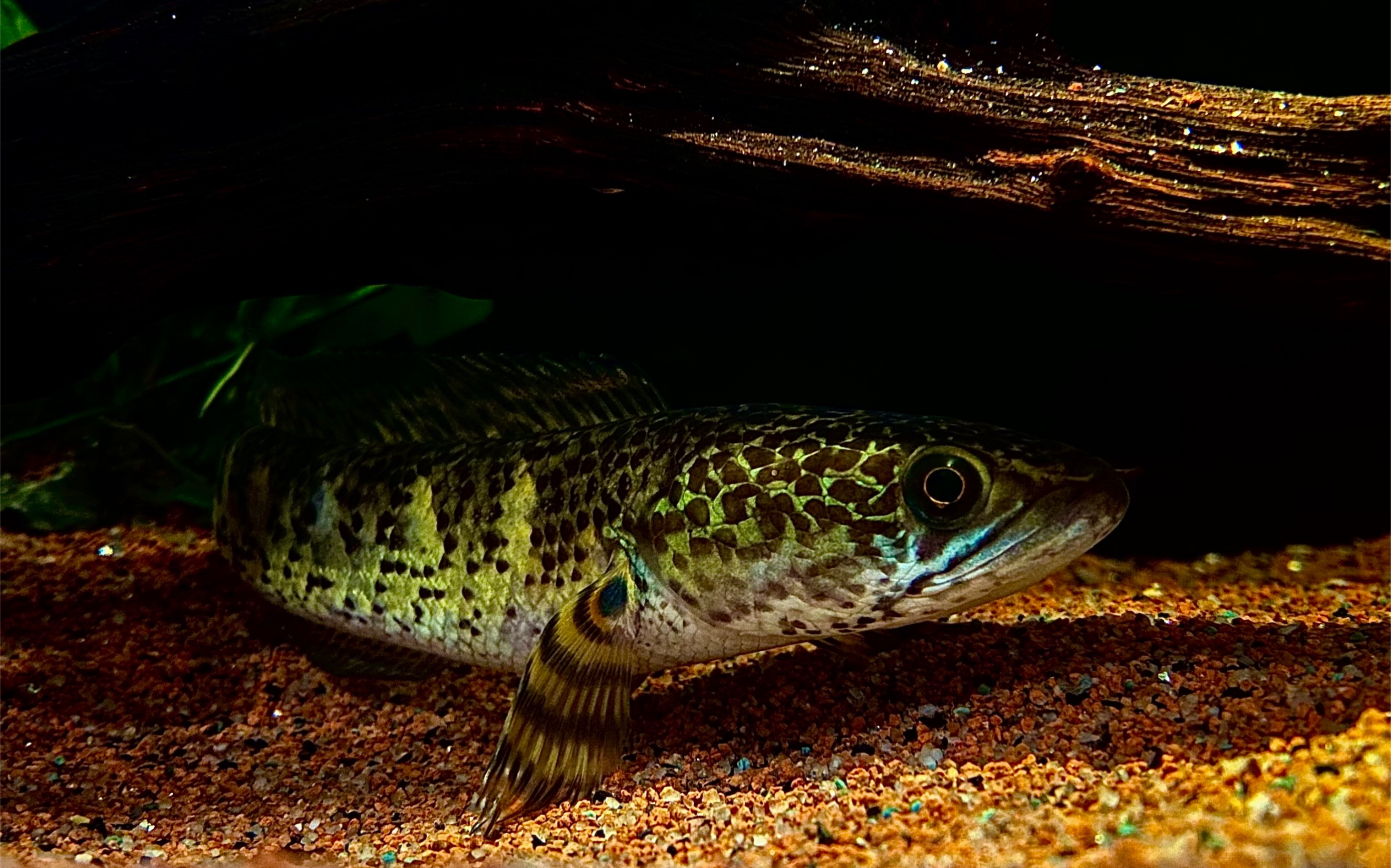 黄金眼镜蛇雷龙鱼_哔哩哔哩_bilibili