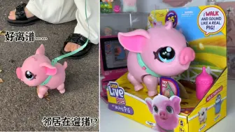 Download Video: 好炸裂……邻居居然在遛猪🐷