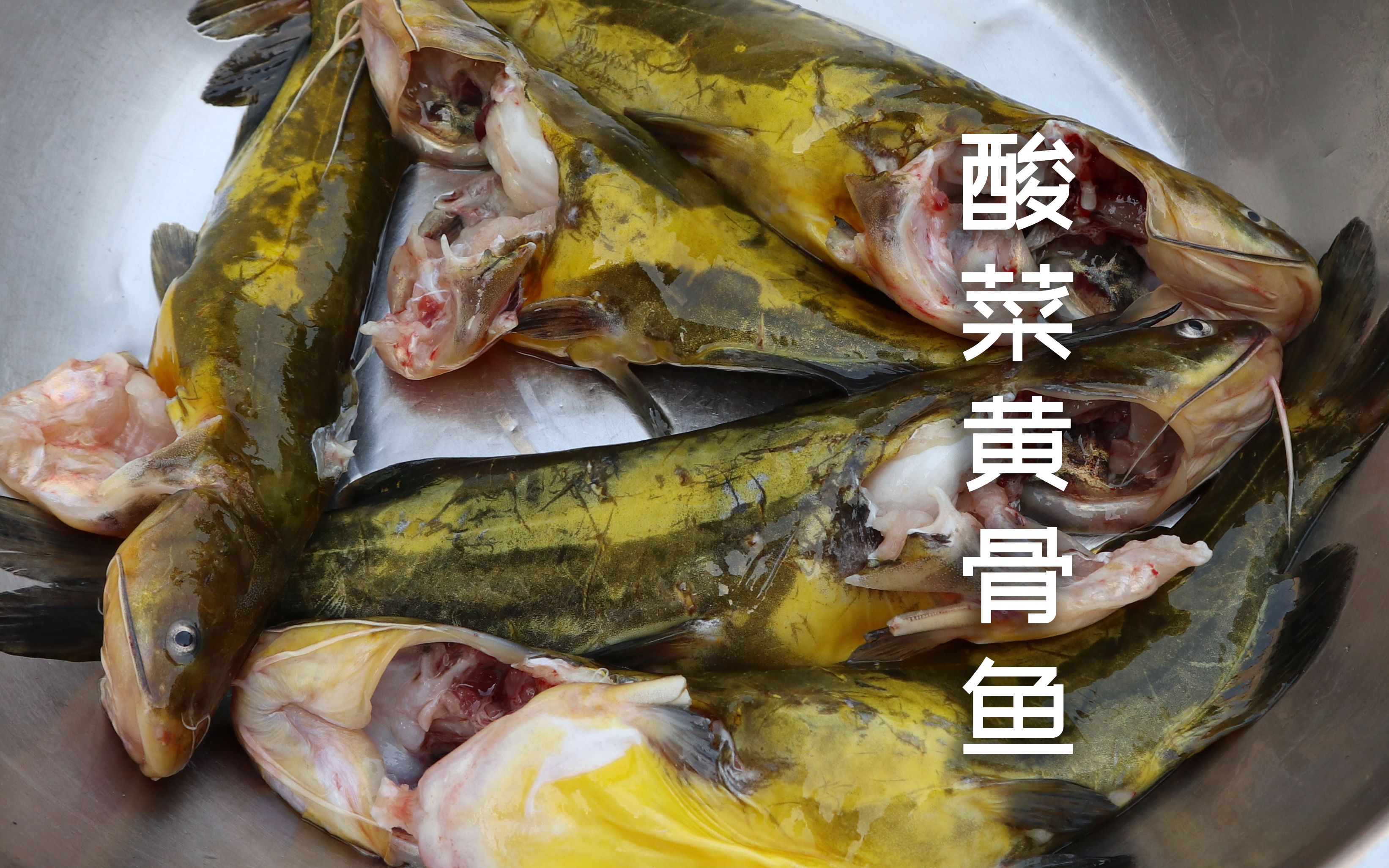 跟王刚师傅学做酸菜黄骨鱼 宰杀太麻烦交给摊主处理