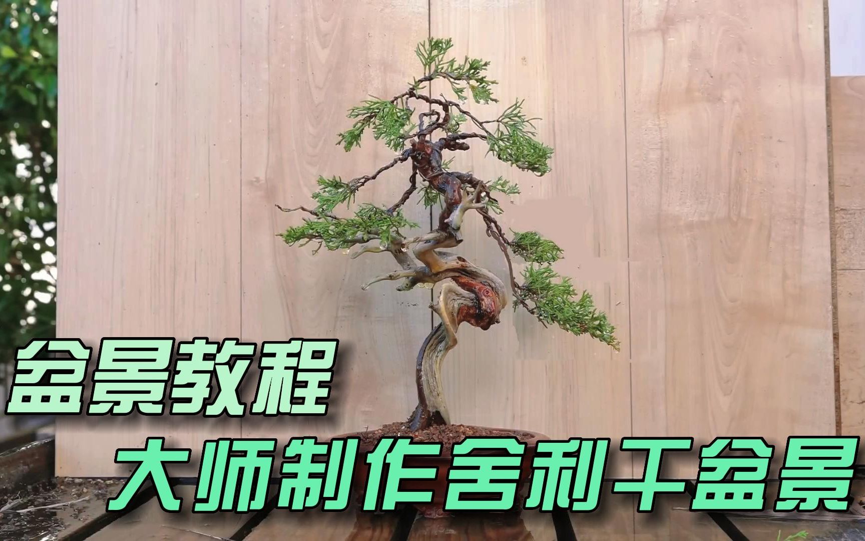 盆景教程,大师制作杜松舍利干盆景,手法精湛值得学习!